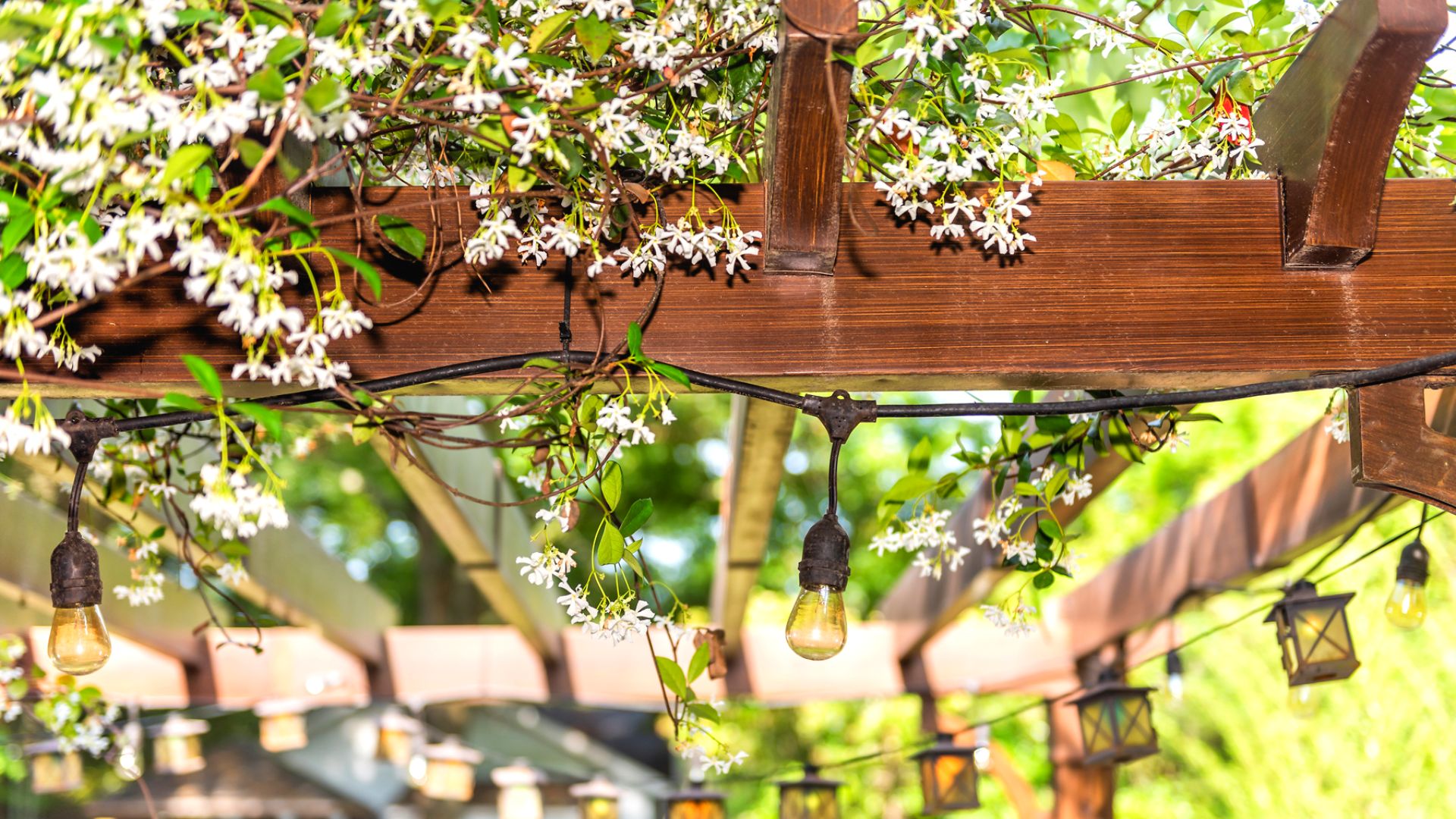 Pergola String Lights Plants